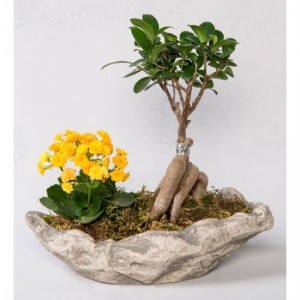 Dekoratif Saksıda Ficus Gingsey Bonsai ve Kalanchoe