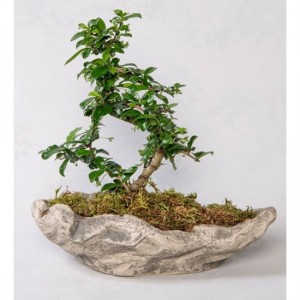 Dekoratif Saksıda Zelkova Bonsai