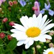 Papatya/Gerbera