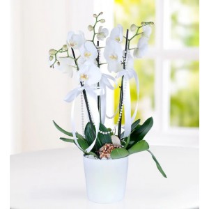 3 Dal Phalaenopsis Orkide
