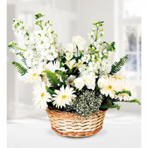Beyaz Şebboy Gerbera Sepeti