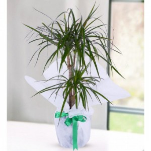2 Köklü Marginata Dracena