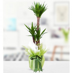 3'lü Yucca Çiçeği