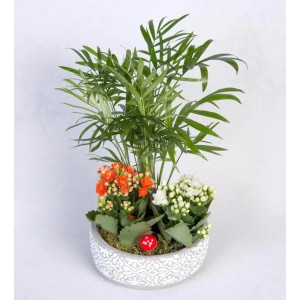 Beton Saksıda Kalanchoeler ve Chamdora Elegans
