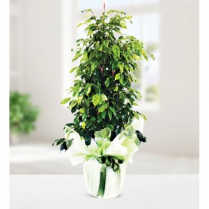 Ficus Benjamin 1 Mt