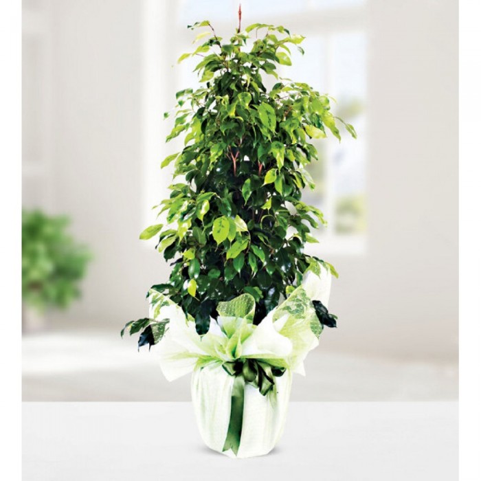 Ficus Benjamin 1 Mt