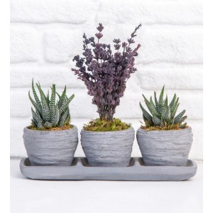 Lavender Song