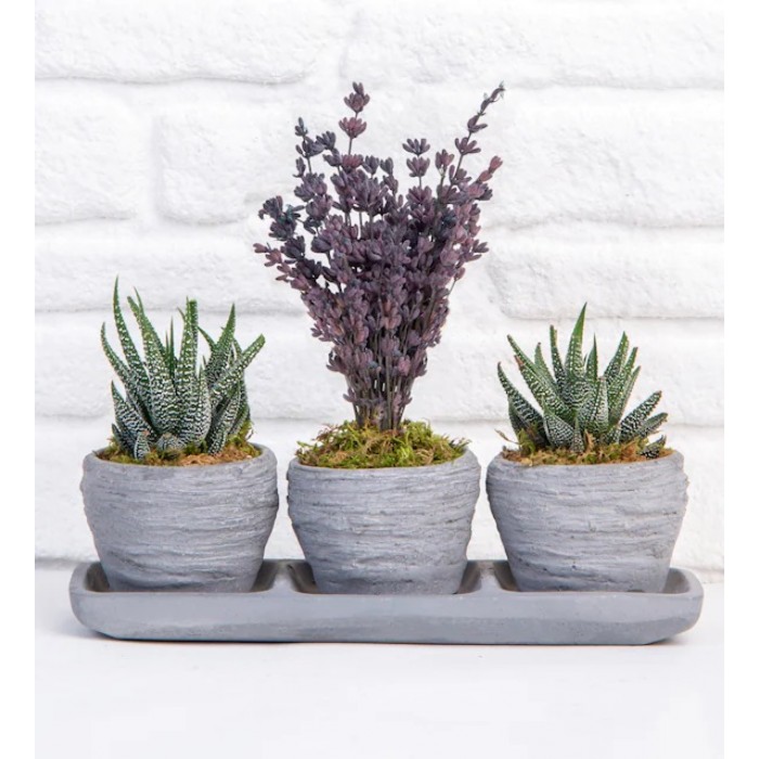Lavender Song