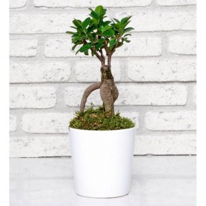 Seramik Vazoda Ficus Bonsai