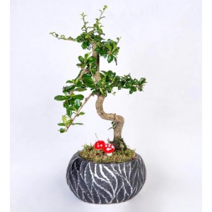 Siyah Eskitme Saksıda Mini Zelkova Bonsai