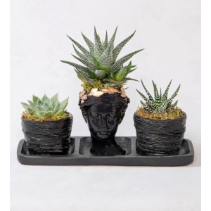 Trio Helen Howartia