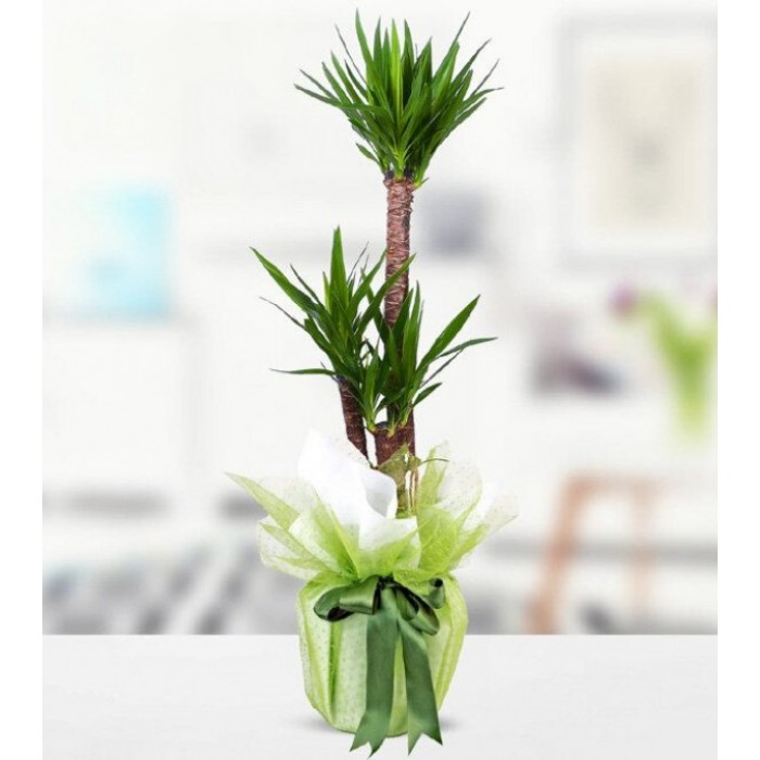 2'li Yucca Çiçeği 