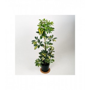 Schefflera (Şeflera) Bitkisi