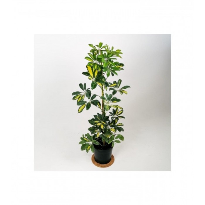 Schefflera (Şeflera) Bitkisi