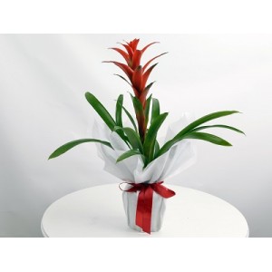 Kırmızı Guzmania Çiçeği