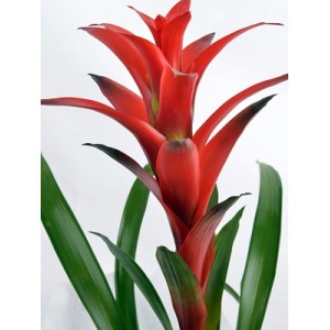 Kırmızı Guzmania Çiçeği