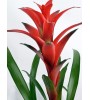 Kırmızı Guzmania Çiçeği