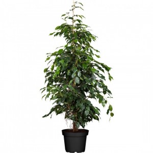 Ficus Danielle