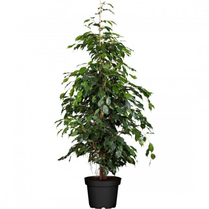 Ficus Danielle